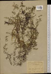 Galium verum subsp. verum, Siberia, Baikal & Transbaikal region (S4) (Russia)