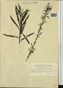 Salix elaeagnos, Western Europe (EUR) (Romania)