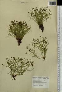 Crepidiastrum tenuifolium (Willd.) Sennikov, Siberia, Altai & Sayany Mountains (S2) (Russia)