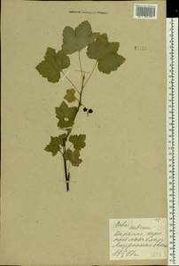 Ribes rubrum L., Eastern Europe, Moscow region (E4a) (Russia)