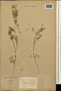 Astragalus lasioglottis Steven, Caucasus, Stavropol Krai, Karachay-Cherkessia & Kabardino-Balkaria (K1b) (Russia)