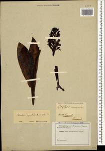 Orchis punctulata Steven ex Lindl., Caucasus (no precise locality) (K0)
