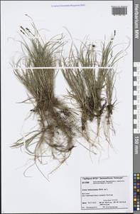 Carex heleonastes Ehrh. ex L.f., Siberia, Central Siberia (S3) (Russia)