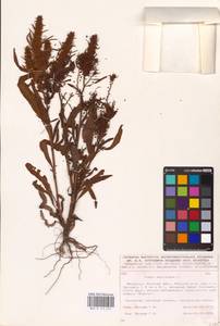 Rumex maritimus L., Eastern Europe, Belarus (E3a) (Belarus)