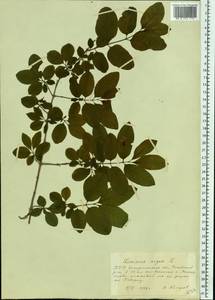 Lonicera nigra L., Eastern Europe, West Ukrainian region (E13) (Ukraine)