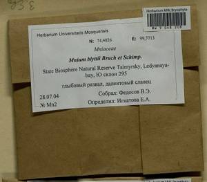 Mnium blyttii Bruch & Schimp., Bryophytes, Bryophytes - Krasnoyarsk Krai, Tyva & Khakassia (B17) (Russia)