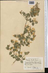 Lonicera korolkowii Stapf, Middle Asia, Western Tian Shan & Karatau (M3) (Kyrgyzstan)