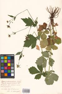 Geum × intermedium Ehrh., Eastern Europe, Moscow region (E4a) (Russia)