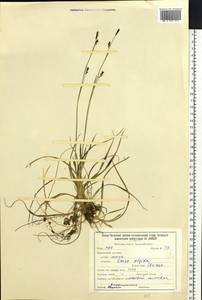 Carex algida Turcz. ex V.I.Krecz., Siberia, Baikal & Transbaikal region (S4) (Russia)