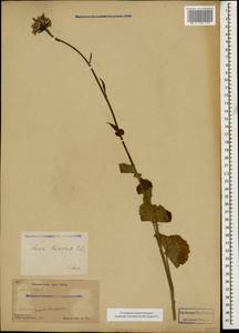 Dolichorrhiza caucasica (M. Bieb.) Galushko, Caucasus, Dagestan (K2) (Russia)