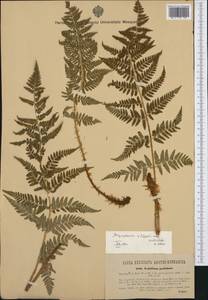 Dryopteris villarii (Bell) Woyn. ex Schinz & Thell., Western Europe (EUR) (Austria)