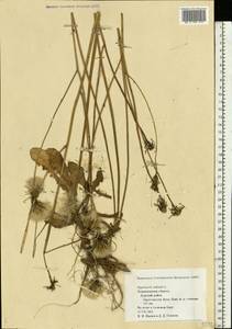 Hypochaeris radicata L., Eastern Europe, North-Western region (E2) (Russia)