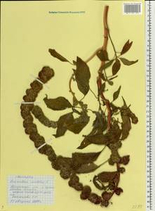 Amaranthus caudatus L., Eastern Europe, Lower Volga region (E9) (Russia)