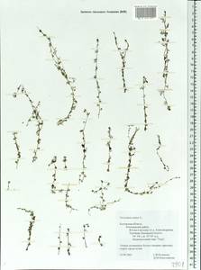 Utricularia minor L., Eastern Europe, Central region (E4) (Russia)