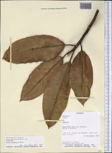 Ficus elastica Roxb., America (AMER) (Paraguay)