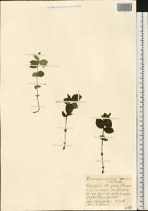 Cornus suecica L., Eastern Europe, Northern region (E1) (Russia)