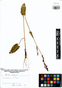 Rumex acetosa L., Siberia, Baikal & Transbaikal region (S4) (Russia)