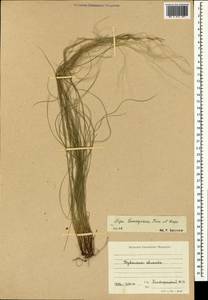 Stipa lessingiana Trin. & Rupr., Caucasus, Krasnodar Krai & Adygea (K1a) (Russia)