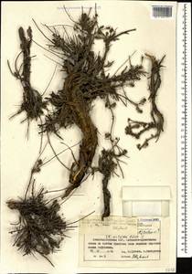 Reaumuria alternifolia subsp. alternifolia, Caucasus, Azerbaijan (K6) (Azerbaijan)