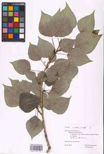 Populus tremuloides Michx., Eastern Europe, Central forest-and-steppe region (E6) (Russia)