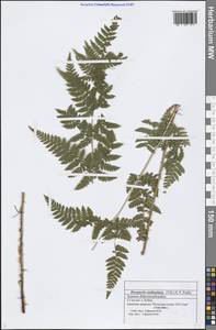 Dryopteris carthusiana (Vill.) H. P. Fuchs, Eastern Europe, Middle Volga region (E8) (Russia)