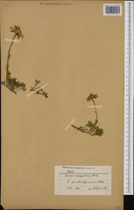 Jacobaea abrotanifolia subsp. carpathica (Herbich) B. Nord., Western Europe (EUR) (Bulgaria)