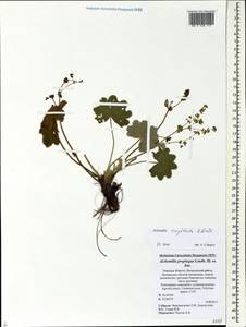Alchemilla conglobata H. Lindb., Eastern Europe, North-Western region (E2) (Russia)