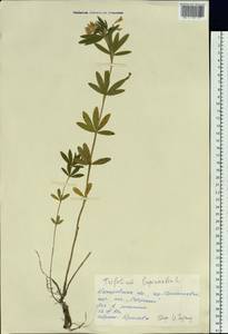 Trifolium lupinaster L., Siberia, Altai & Sayany Mountains (S2) (Russia)