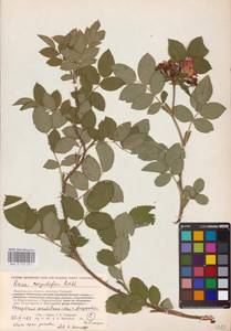 Rosa corymbifera Borkh., Eastern Europe, Central forest-and-steppe region (E6) (Russia)