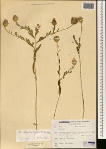 Stizolophus balsamita (Lam.) K.Koch, South Asia, South Asia (Asia outside ex-Soviet states and Mongolia) (ASIA) (Iran)