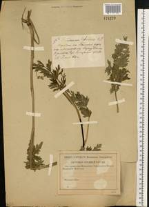 Dichoropetalum carvifolia (Vill.) Pimenov & Kljuykov, Eastern Europe, Central forest-and-steppe region (E6) (Russia)