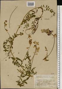 Vicia sylvatica L., Eastern Europe, Central forest-and-steppe region (E6) (Russia)