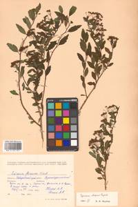 Spiraea flexuosa Fisch. ex Cambess., Siberia, Russian Far East (S6) (Russia)