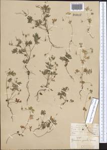 Geranium schrenkianum Trautv. in A.K. Becker, Middle Asia, Muyunkumy, Balkhash & Betpak-Dala (M9) (Kazakhstan)