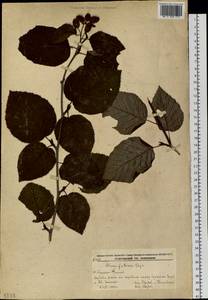 Alnus maximowiczii Callier, Siberia, Russian Far East (S6) (Russia)