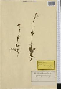 Valeriana dioica L., Western Europe (EUR) (Switzerland)