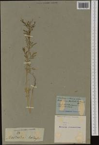 Lepidium sativum L., Western Europe (EUR) (Not classified)
