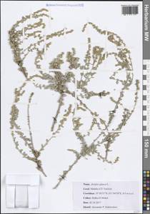 Atriplex glauca L., Africa (AFR) (Tunisia)