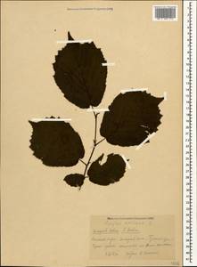 Corylus avellana L., Caucasus, Krasnodar Krai & Adygea (K1a) (Russia)
