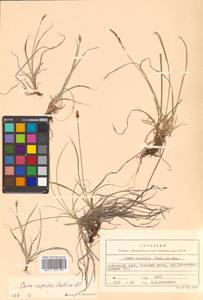 Carex rupestris All., Siberia, Russian Far East (S6) (Russia)