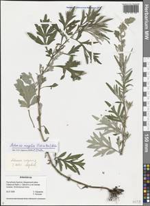 Artemisia vulgaris L., Siberia, Baikal & Transbaikal region (S4) (Russia)