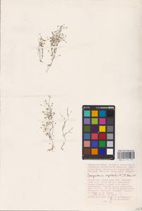 Spergularia segetalis (L.) G. Don, Middle Asia, Caspian Ustyurt & Northern Aralia (M8) (Kazakhstan)