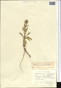 Barbarea vulgaris (L.) W.T.Aiton, Middle Asia, Western Tian Shan & Karatau (M3) (Kazakhstan)