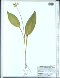 Allium ursinum L., Eastern Europe, Central region (E4) (Russia)