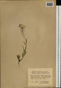 Clausia aprica (Stephan) Korn.-Trotzky, Siberia, Baikal & Transbaikal region (S4) (Russia)