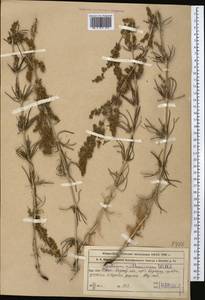 Galium verum subsp. verum, Middle Asia, Western Tian Shan & Karatau (M3) (Kazakhstan)
