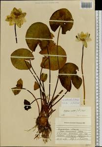 Nymphaea ×borealis E. G. Camus, Eastern Europe, Central region (E4) (Russia)