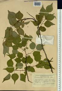 Prunus sibirica L., Siberia, Russian Far East (S6) (Russia)
