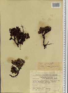 Salix phlebophylla Anderss., Siberia, Chukotka & Kamchatka (S7) (Russia)