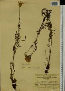 Serratula, Siberia, Baikal & Transbaikal region (S4) (Russia)